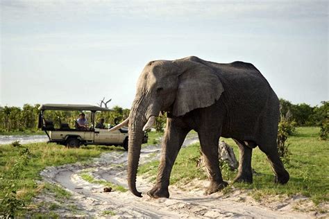 The Wildlife Of The Chobe National Park Discover Africa Safaris