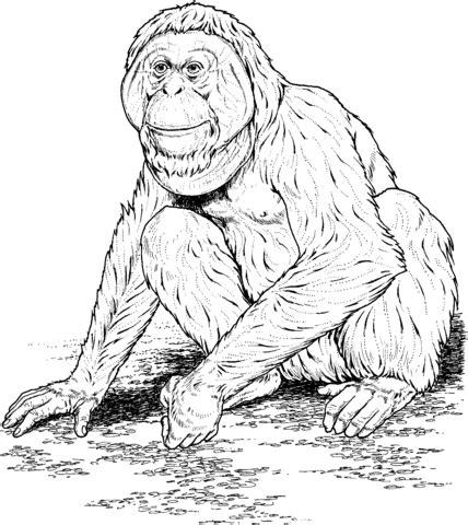 Bornean orangutan coloring page author: Orangutan Coloring Pages