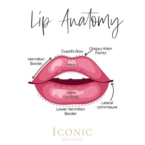 Lip Anatomy Facial Aesthetics Skin Clinic Cosmetic Injectables