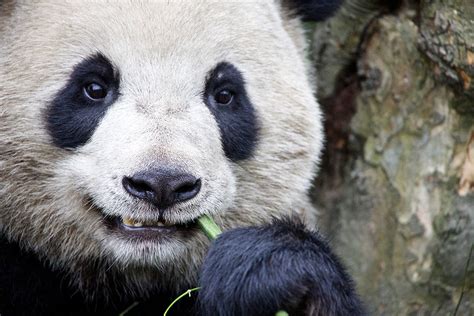 Saving Chinas Pandas Al Jazeera