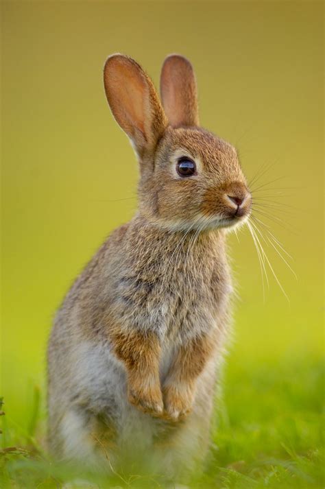 This Bunny Rabbit Is So Cute It Has Suc In 2020 Animals Wild Baby