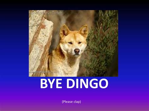 Ppt My Australian Animal Dingo Powerpoint Presentation Free Download