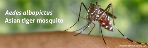 The Asian Tiger Mosquito Aedes Albopictus Biogents Usa