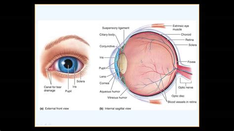 Physiology Of The Eye Undergrad Human Physiology 1 Of 2 Youtube