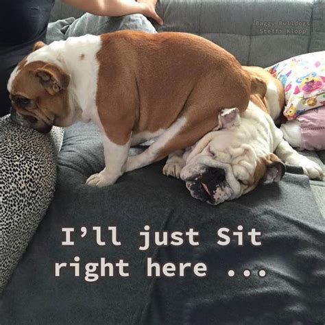 Creative ideas for american, english and french bulldogs based upon color, demeanor and style. Bulldogs don't care where they sit. | Bulldog funny ...