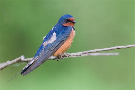 Barn Swallow Hirundo Rustica Boreal Songbird Initiative
