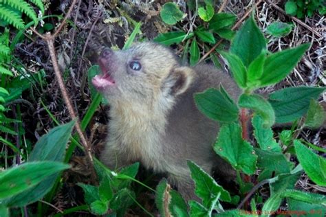 Olinguito New Mammal Species With A Teddy Bear Face And Cat Like Body