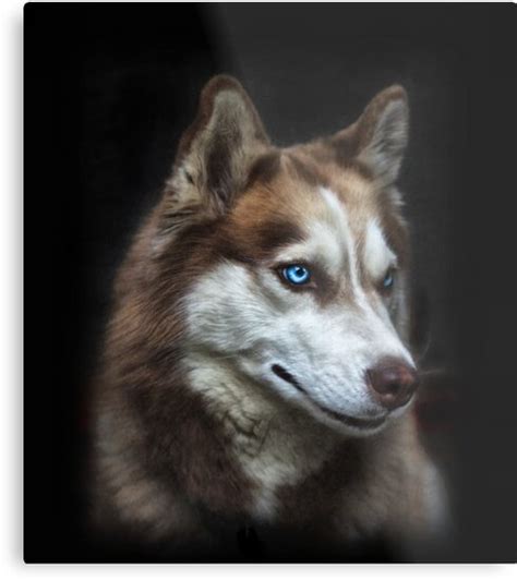 The breed belongs to the spitz genetic family. 'Siberian Husky Copper Glow' Metal Print by ...
