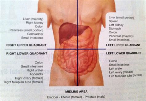 Abdominal Organ Anatomy Quadrants Chapter Abdominal Injuries Objectives Understand The
