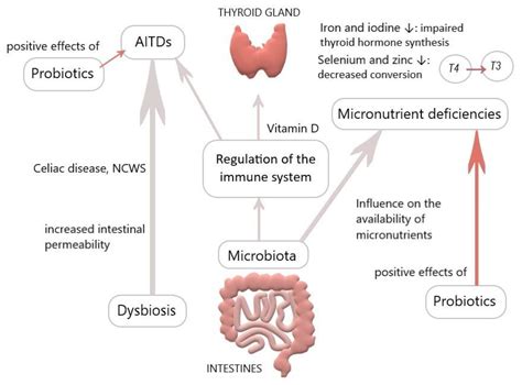 Nutrients Free Full Text Thyroid Gut Axis How Does The Microbiota