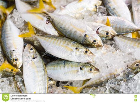 Fresh Tuna Fish Stock Image Image Of Blue Seafood Dinner 60189699