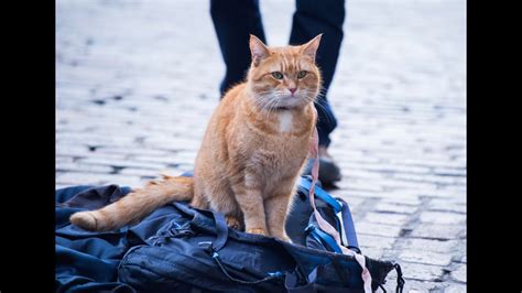 A street cat named bob is a moving and uplifting story that will touch the heart of anyone who reads it. A Street Cat Named Bob - Official Trailer - At Cinemas ...