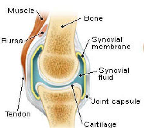 More than 99 percent of our body's calcium is held in our bones and teeth. Human synovial joint | Download Scientific Diagram