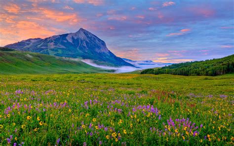 Crested Butte Valley Yellow And Purple Wildflowers Rocky
