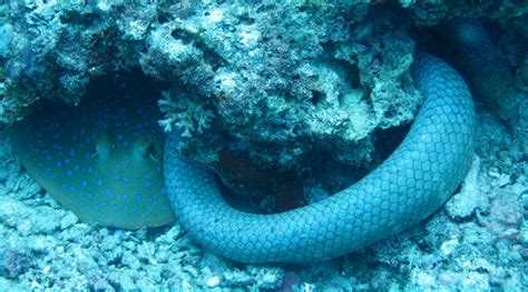 Serpientes De Mar Imágenes Y Fotos
