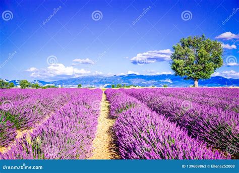 Valensole Lavender Field Provence France Stock Image Image Of Color