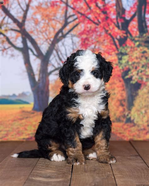 Timmy Mini Bernedoodle Puppy For Sale In Indiana