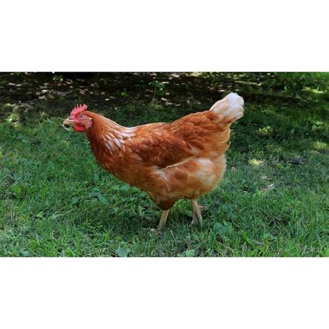 cackle hatchery golden comet chicken pullet female 106f blain s farm and fleet