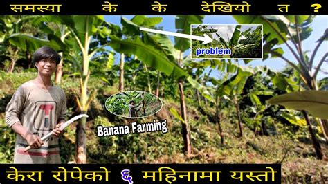 Kera Kheti Gardei Gajendra Rai Vlog Video How To Banana Farming In Nepal September 17 2023