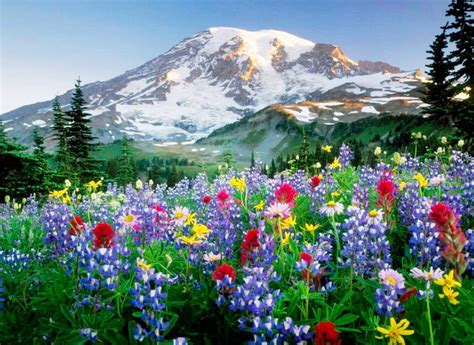Cuadros Modernos Pinturas y Dibujos : Paisajes Floridos ...