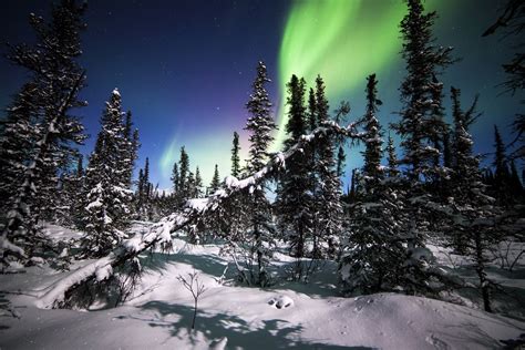 Hd Wallpaper Denali National Park Alaska Northern Lights Forest Winter