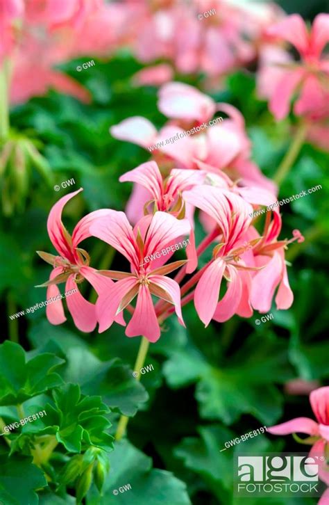 Pelargonium Cascade Sofie Stock Photo Picture And Rights Managed