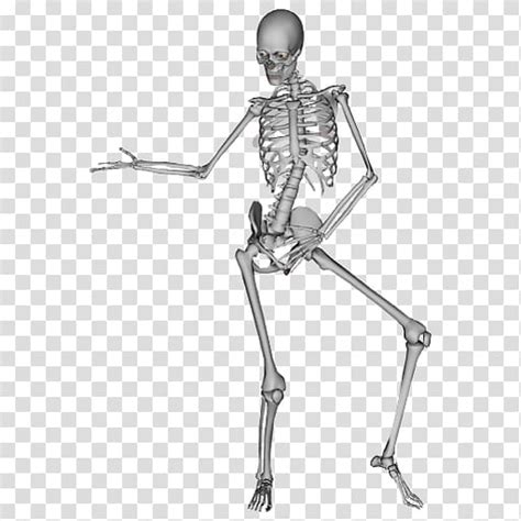 Human Skeleton Clip Art Human Bones Free Clip Art Human Clip Art