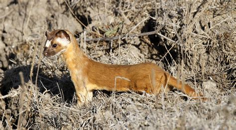 Long Tailed Weasel Mustela Frenata Morning Vole Hunt Flickr