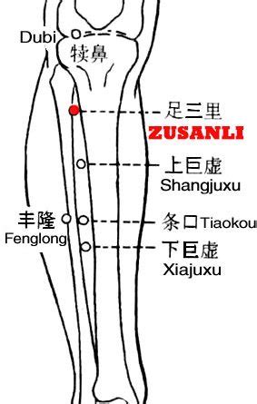Zusanli ST Nomenclature Location Function Indication Acupuncture Nepal