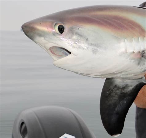 Light Tackle Thresher Shark Action In Southern California Sport