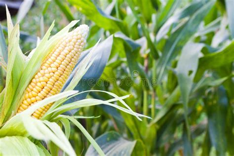 Different Corn Plantation Stock Image Image Of Nature 524311