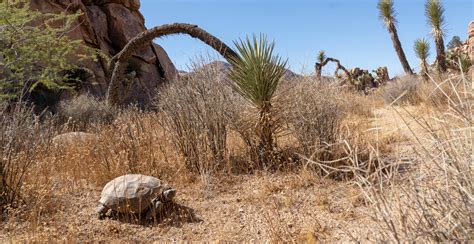Tortoise Joshua Tree National Park Off The Beaten Path