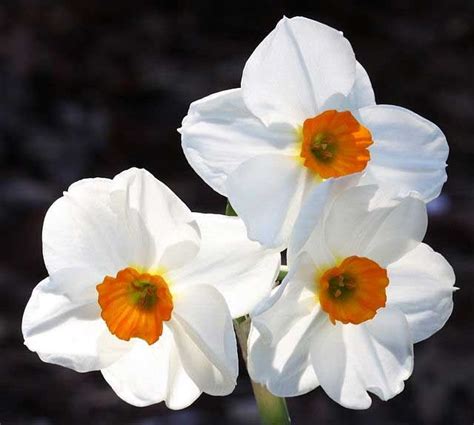 December Birth Flower Is None Other Than The Narcissus Which Means