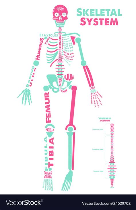 Skeletal System Poster Didactic Board Of Anatomy Vector Image