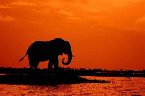 Sunset African Elephant Photograph By Roger Brown Pixels
