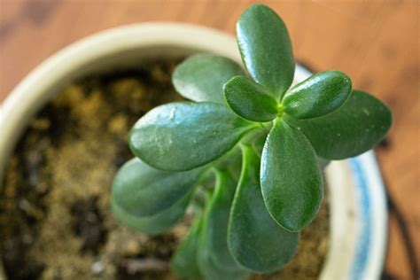 Growing jade outside jade in the garden will grow best in a sandy loam soil. How to Care for a Jade Plant Indoors | Home Guides | SF Gate