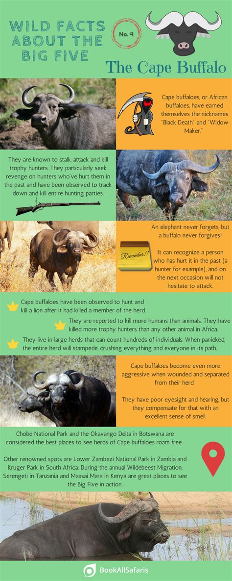 Wild Facts About The Big Five No 4 The Cape Buffalo Infographic