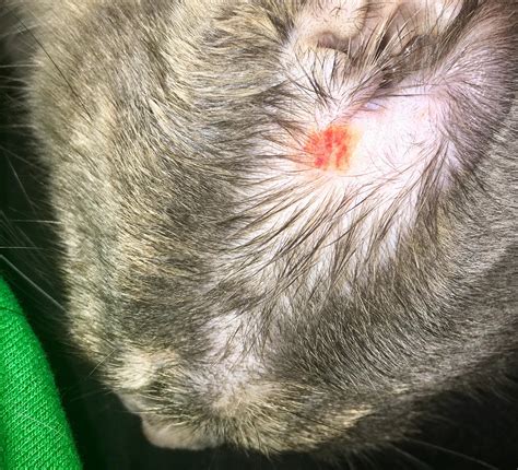 Whats Wrong With My Cats Ear