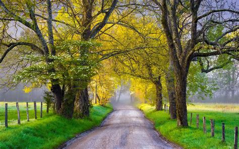 Download Tree Lined Tree Man Made Road Hd Wallpaper