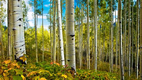 Aspens And Spring Deciduous Tree Trees Nature Landscape Hd