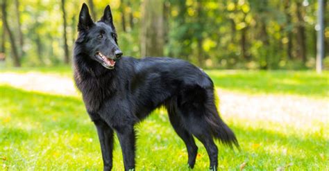 Belgian Shepherd Dog Breed Complete Guide Az Animals