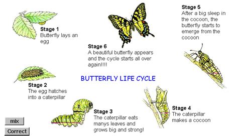Caterpillar Life Cycle Video Sebrina Sheppard
