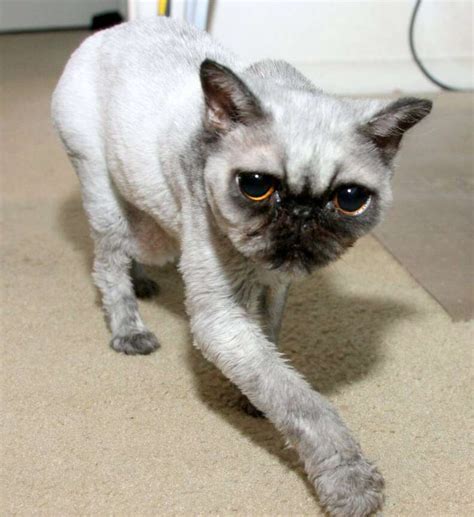 Shaved Rescue Cat Looks Exactly Like A Pug The Dodo