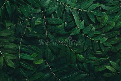 Creative Layout Made Of Green Leaves Flat Lay Nature Concept Stock
