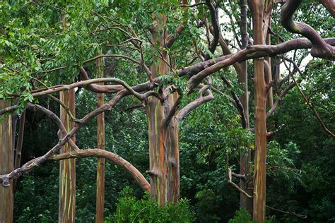 Best 46 Eucalyptus Wallpaper On Hipwallpaper Eucalyptus