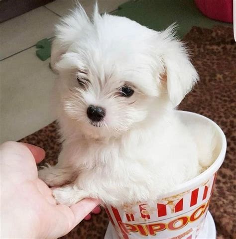 Mini Maltese Puppies For Adoption Toy Maltese Puppies In 2021