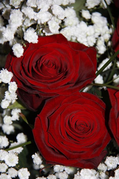 Rote Rosen Als Zeichen Der Liebe Foto And Bild Verschiedenes Natur