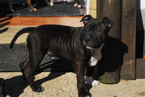 Staffordshire Bull Terrier Information Dog Breeds At Thepetowners