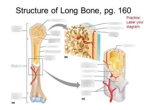 Long, short, flat, irregular and sesamoid. Long Bone Labeled Quizlet - Microscopic Anatomy Of A Long ...