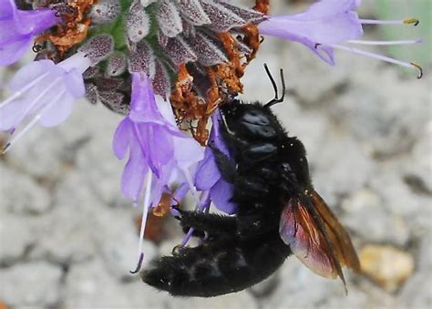 Valley Carpenter Bee Xylocopa Sonorina Bugguidenet